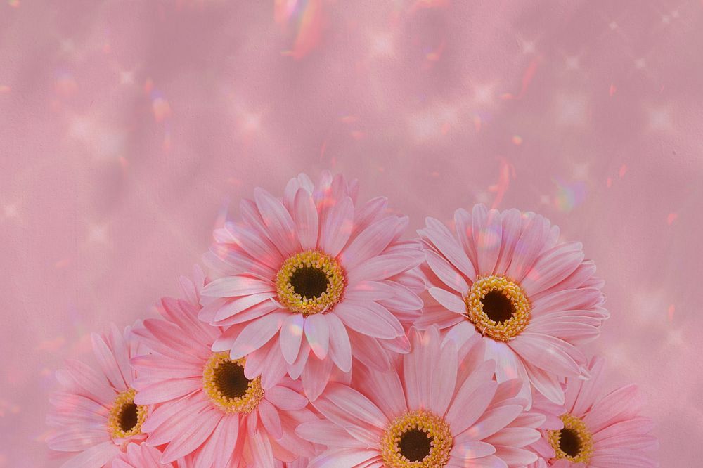 Pink daisy aesthetic background, flower border