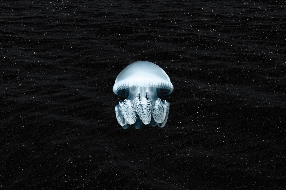 Aesthetic jellyfish background, dark animal remix