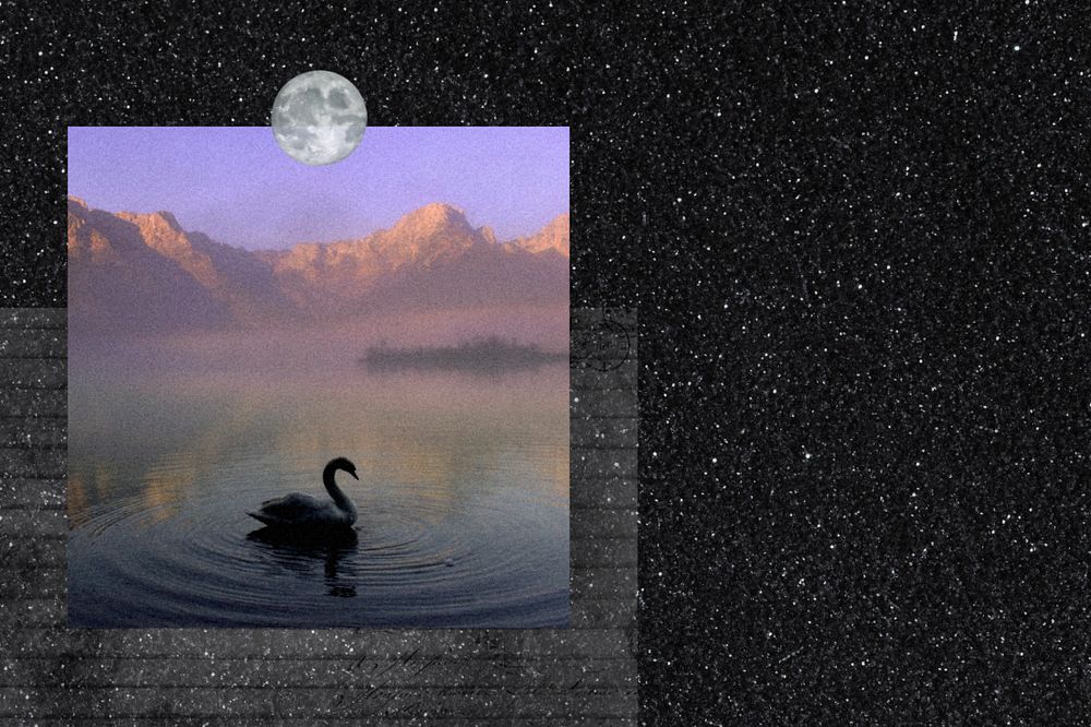 Swan galaxy background, black animal remix