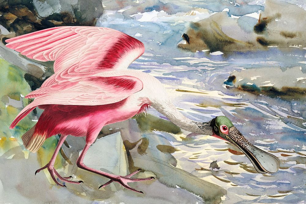 Roseate Spoonbill bird background, vintage animal illustration