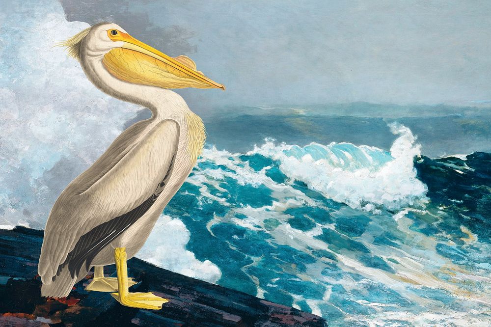 White pelican bird background, vintage animal illustration