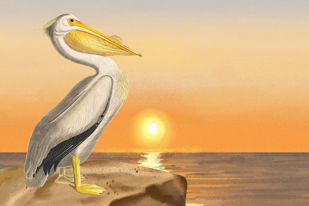 White pelican bird background, scenic beach illustration