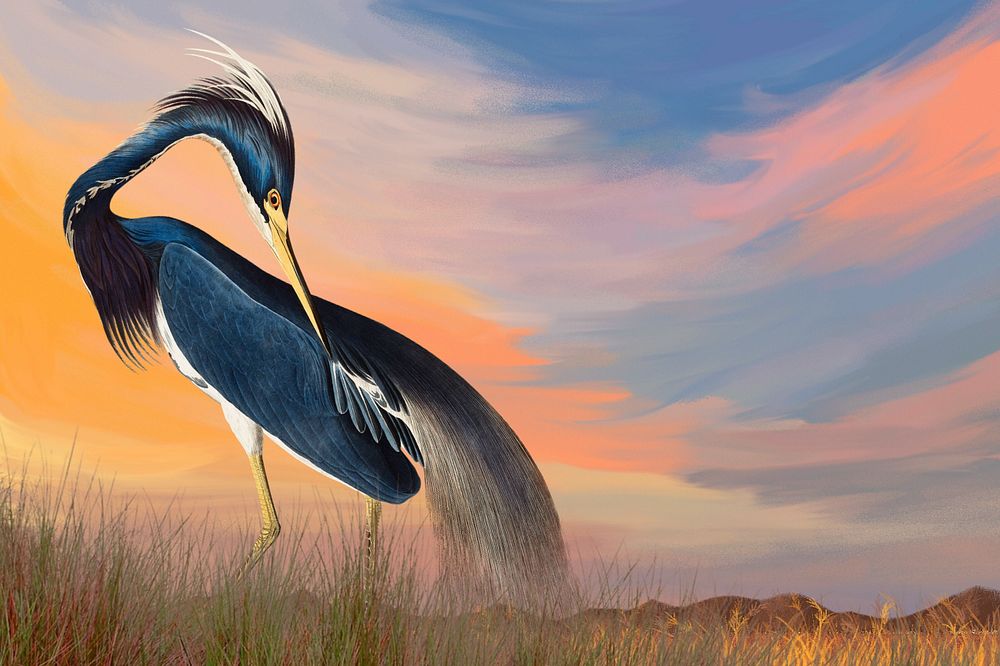 Louisiana Heron bird background, vintage animal illustration