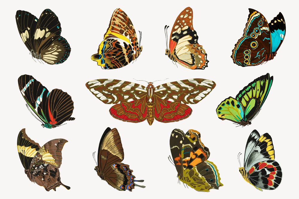 EA. Séguy's butterfly, editable vintage insect collage element set, remixed by rawpixel