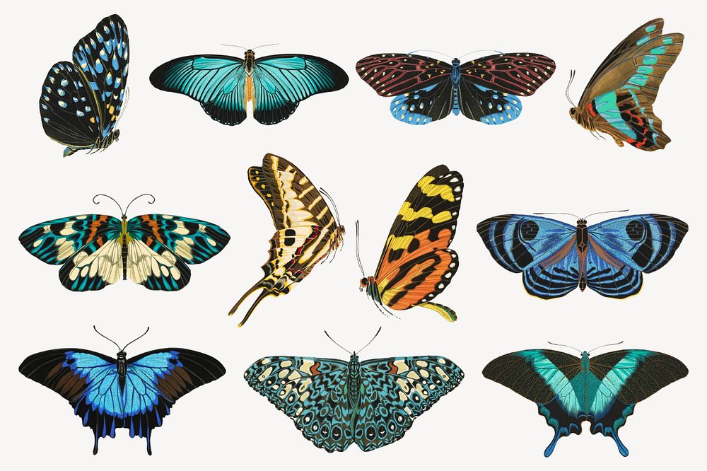 EA. Séguy's butterfly, editable vintage insect collage element set, remixed by rawpixel