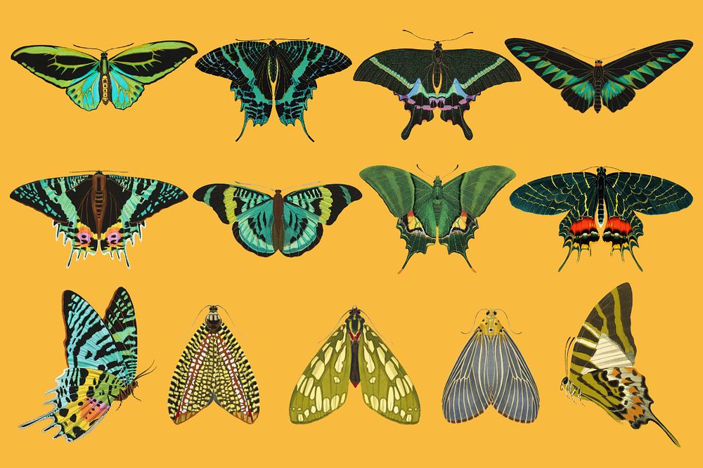 Green butterfly, editable vintage insect collage element set, remixed from the artwork of EA. Séguy