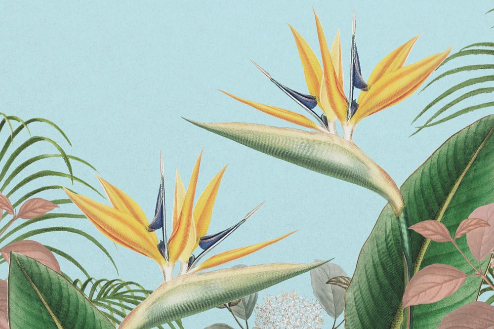 Bird of paradise background, blue exotic plant border, editable design