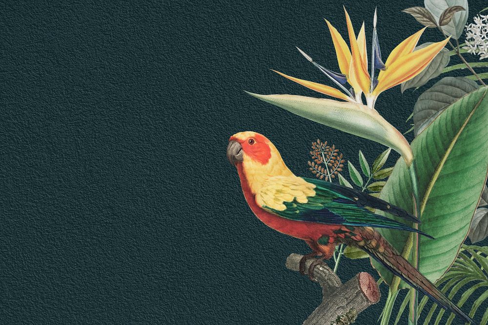 Sun parakeet tropical background, dark blue texture, editable design