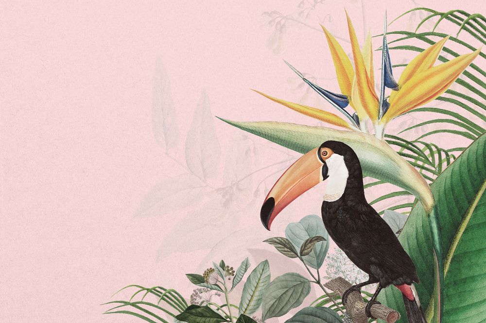 Toco toucan bird background, pink exotic plant border, editable design