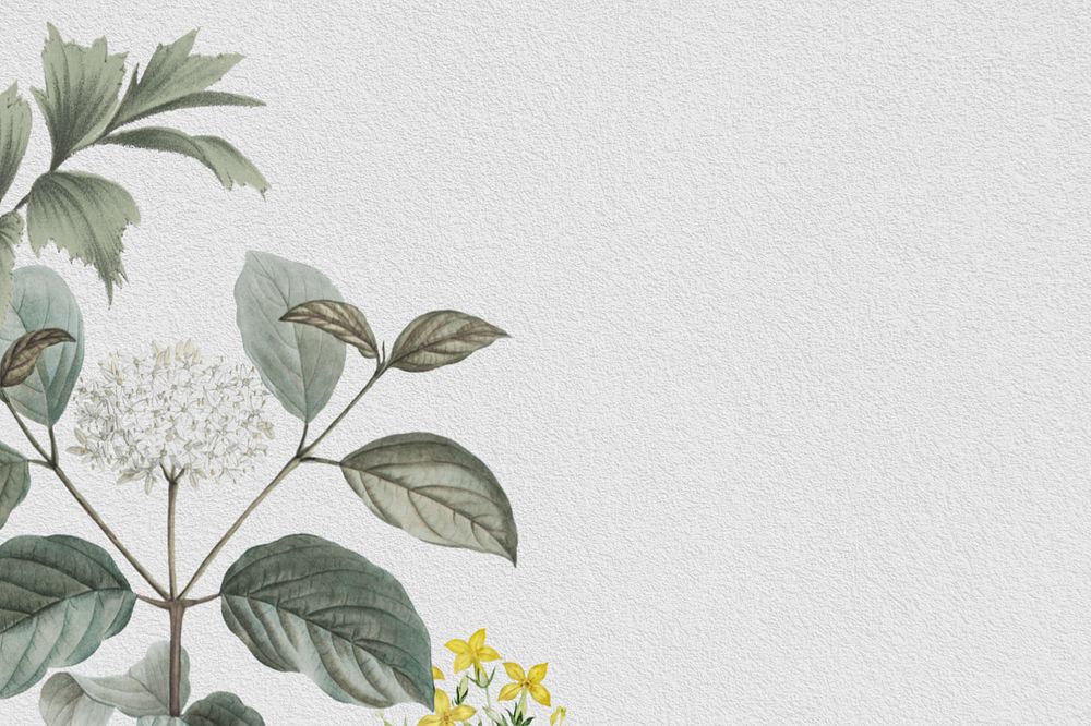 Vintage elderflower background, off-white textured, editable design