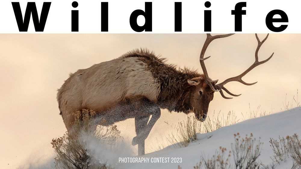 Wildlife photography contest blog banner template, editable text & design