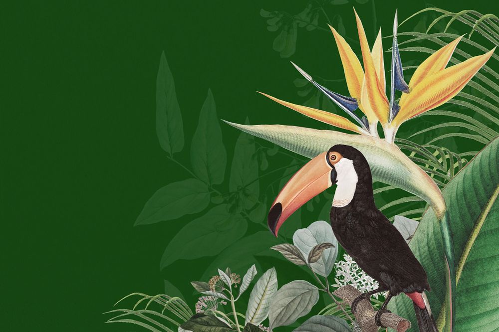 Toco toucan bird background, pink exotic plant border, editable design