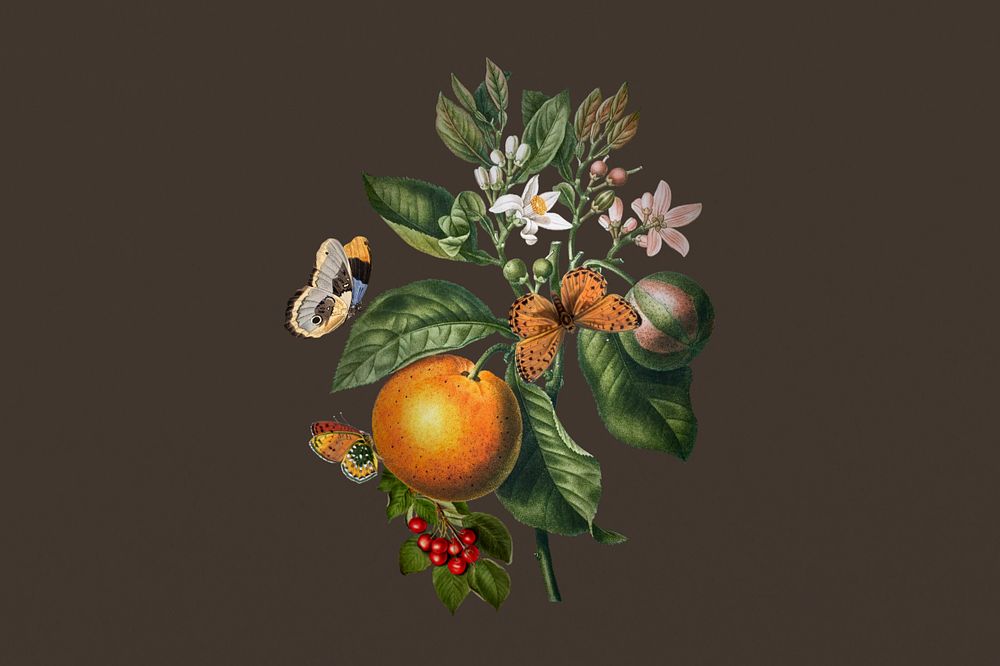 Vintage orange branch sticker, butterfly and fruit remix, editable design