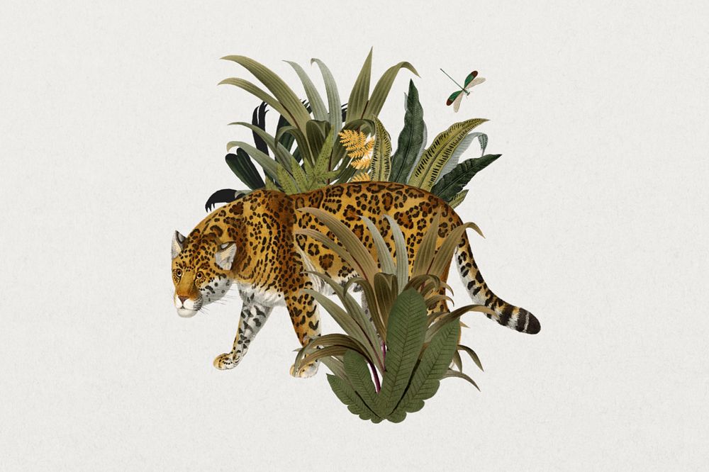 Vintage jaguar tiger, wildlife animal sticker, editable design