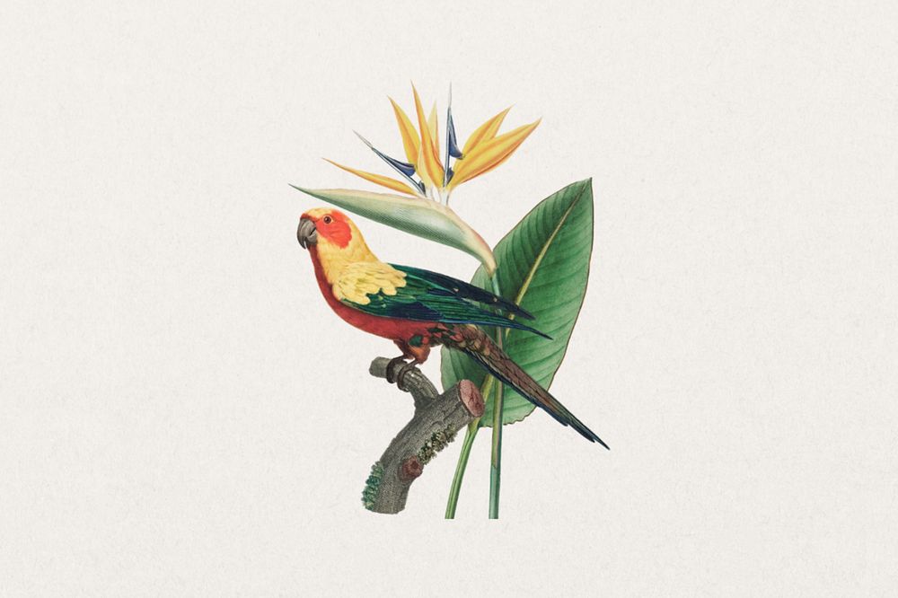 Sun parakeet bird, exotic botanical remix sticker, editable design