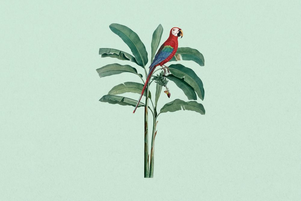 Scarlet macaw parrot sticker, exotic botanical remix, editable design