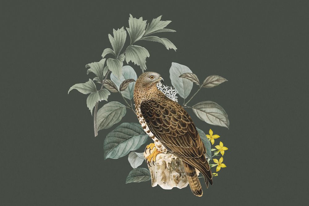 European honey buzzard bird, exotic botanical remix sticker, editable design