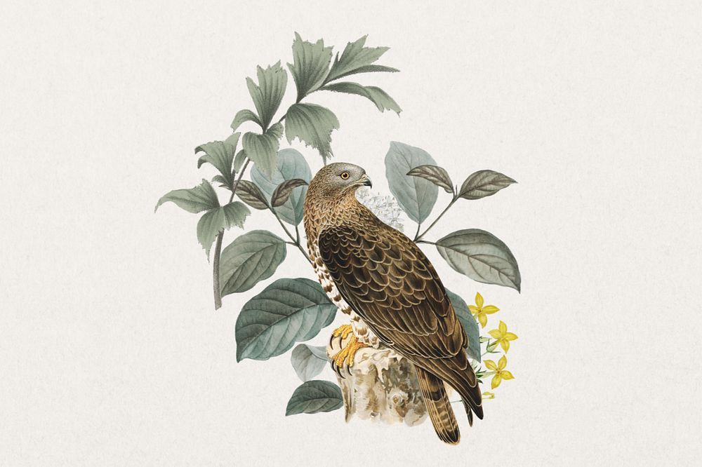 European honey buzzard bird, exotic botanical remix sticker, editable design