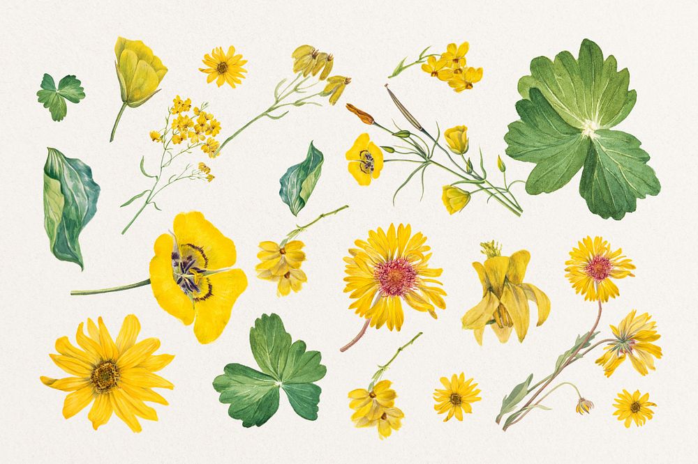 Vintage yellow flower, editable botanical illustration set