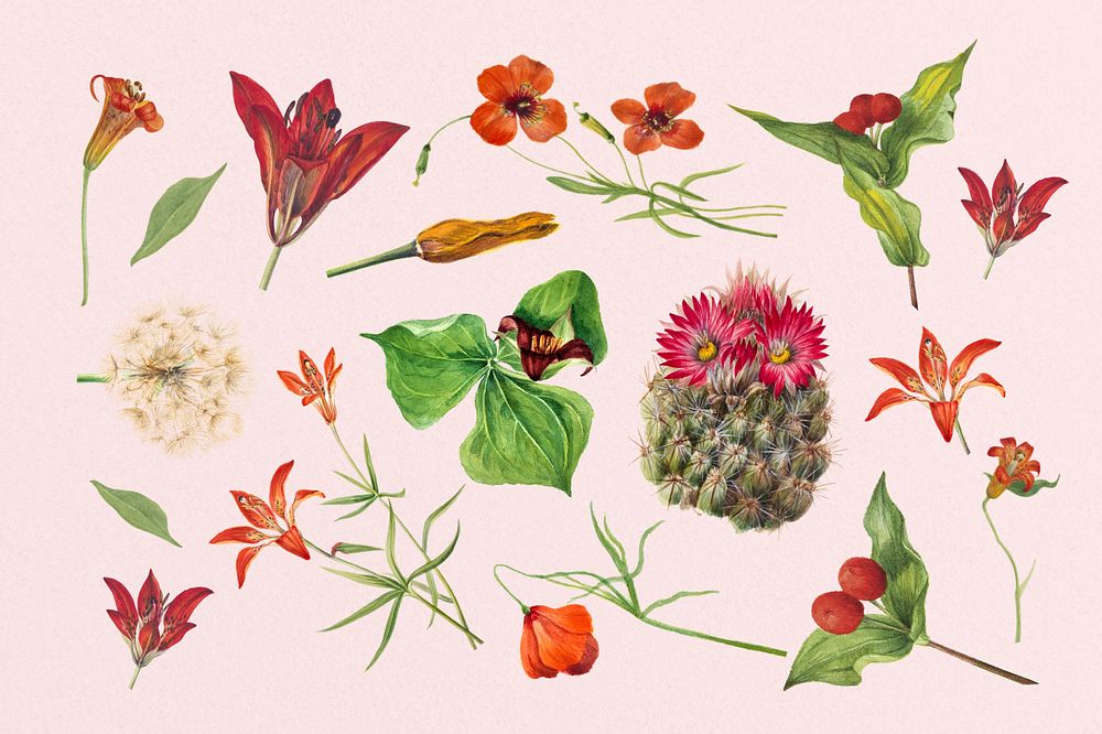 Vintage watercolor botanical, editable illustration set