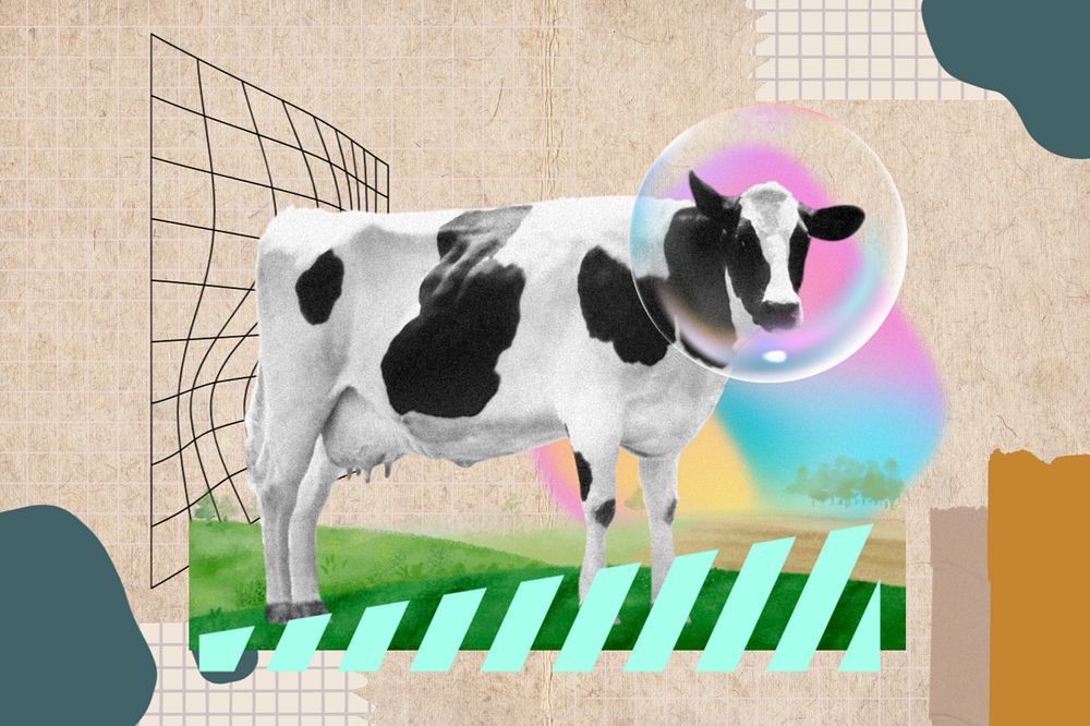 Bubble cow, creative livestock animal remix, editable design