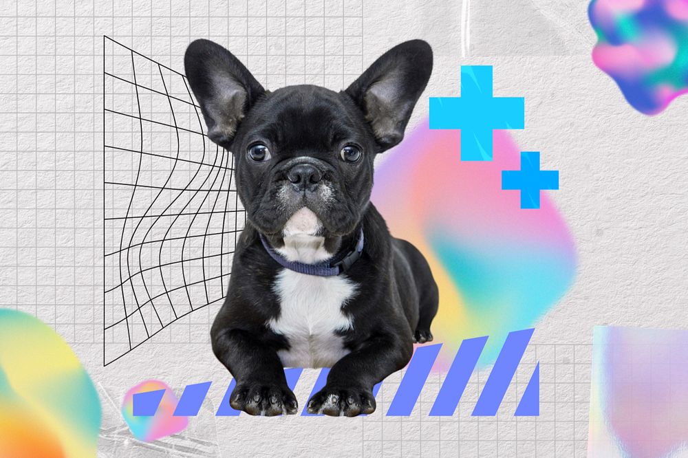 Sitting puppy, pet insurance remix, editable design