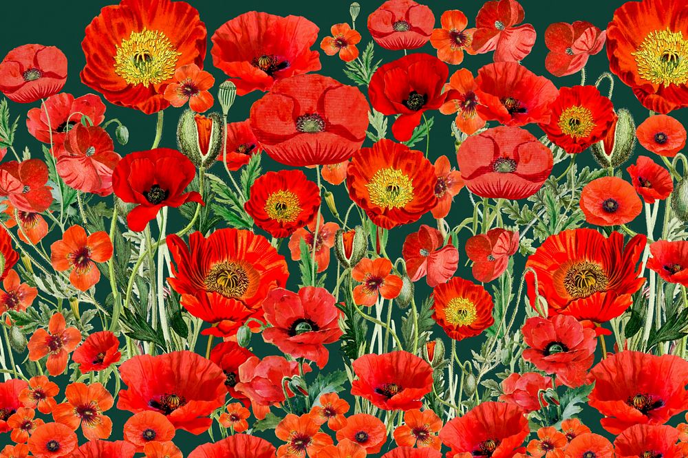 Poppy flower pattern background, red floral illustration, editable design