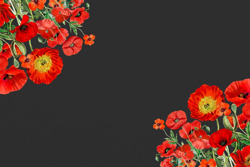 Poppy flower border background, Summer floral illustration, editable design