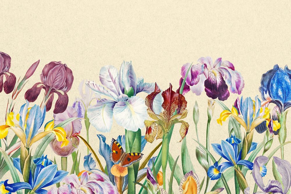 Beautiful iris flowers background, vintage botanical illustration, editable design