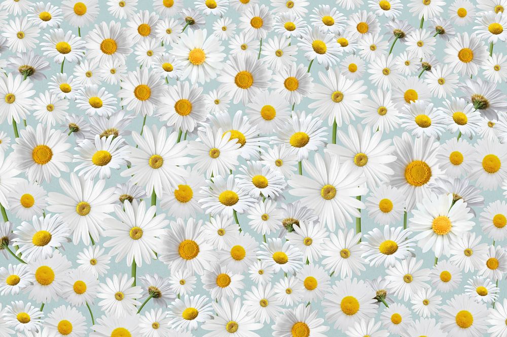 Daisy floral pattern background, white flower illustration, editable design