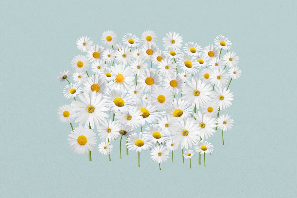 White daisy flower, Spring floral collage art, editable design