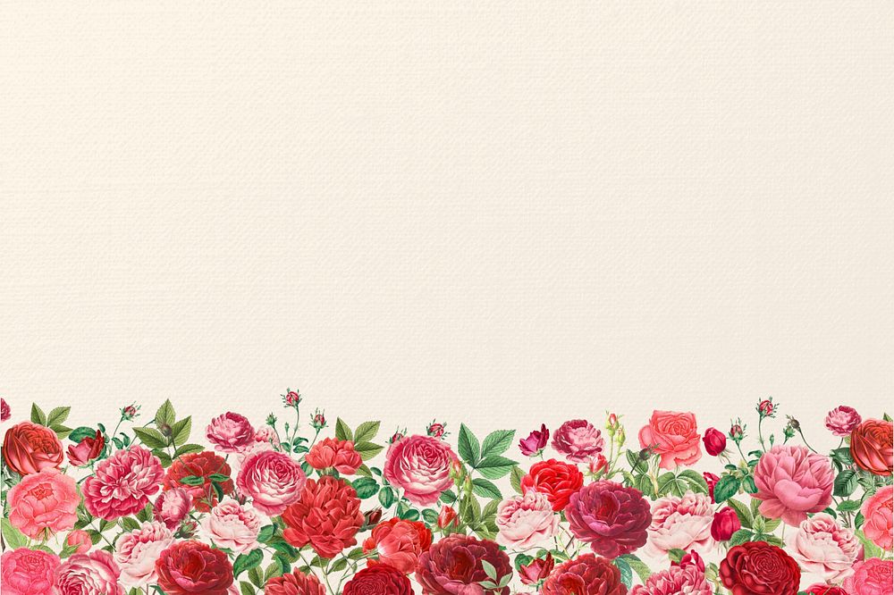 Valentine's flower border background, pink roses illustration, editable design