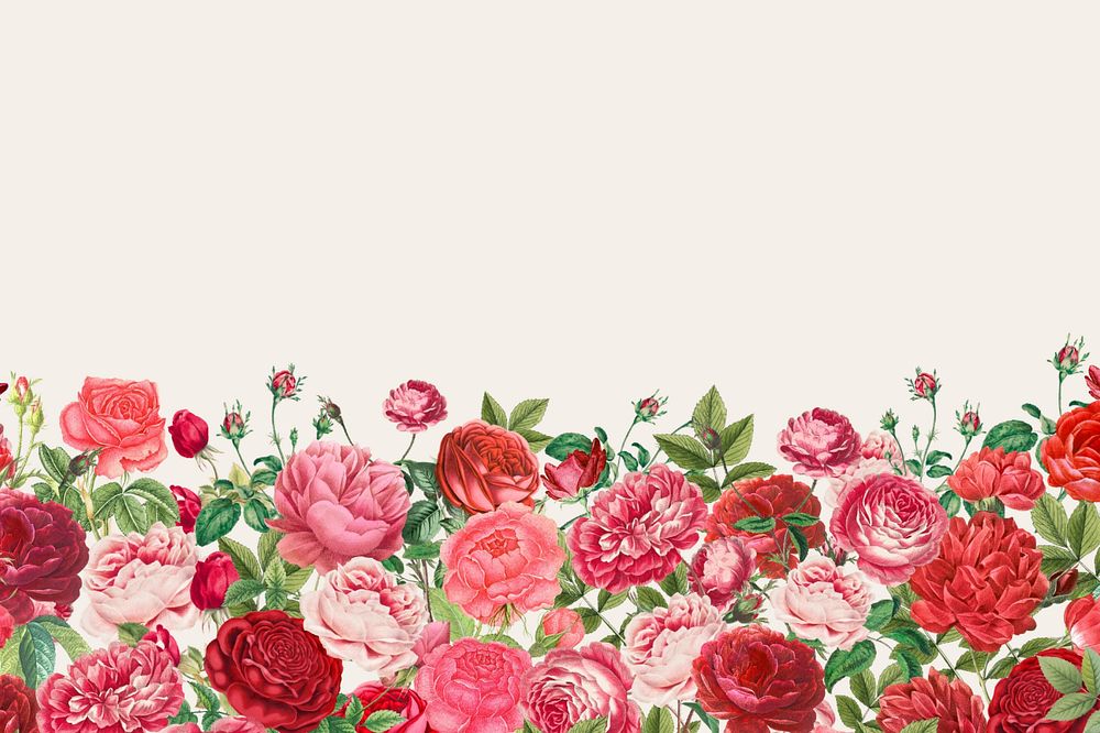 Valentine's flower border background, pink roses illustration, editable design