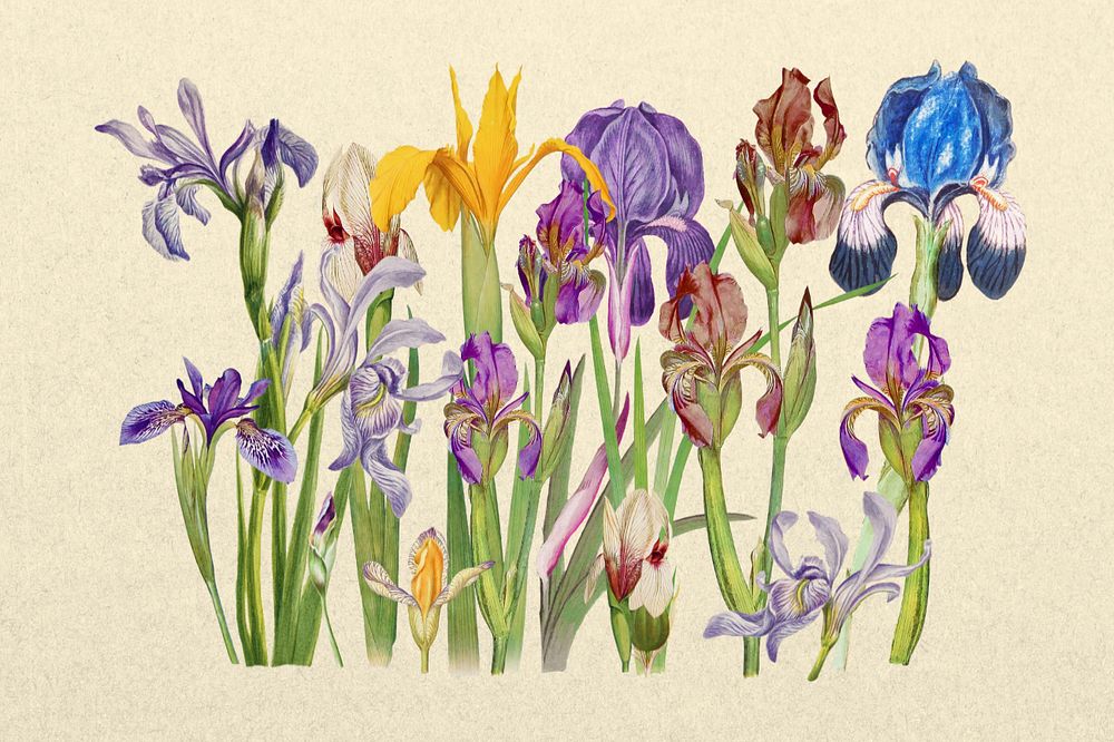 Purple iris flower, botanical illustration, editable design