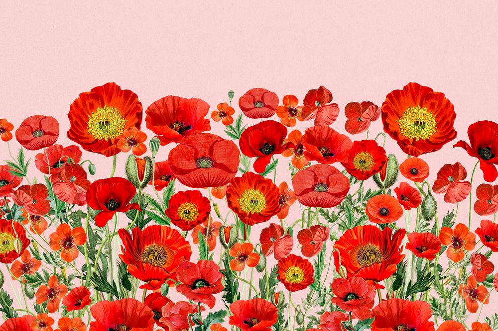 Poppy  flower border background, Summer floral illustration, editable design