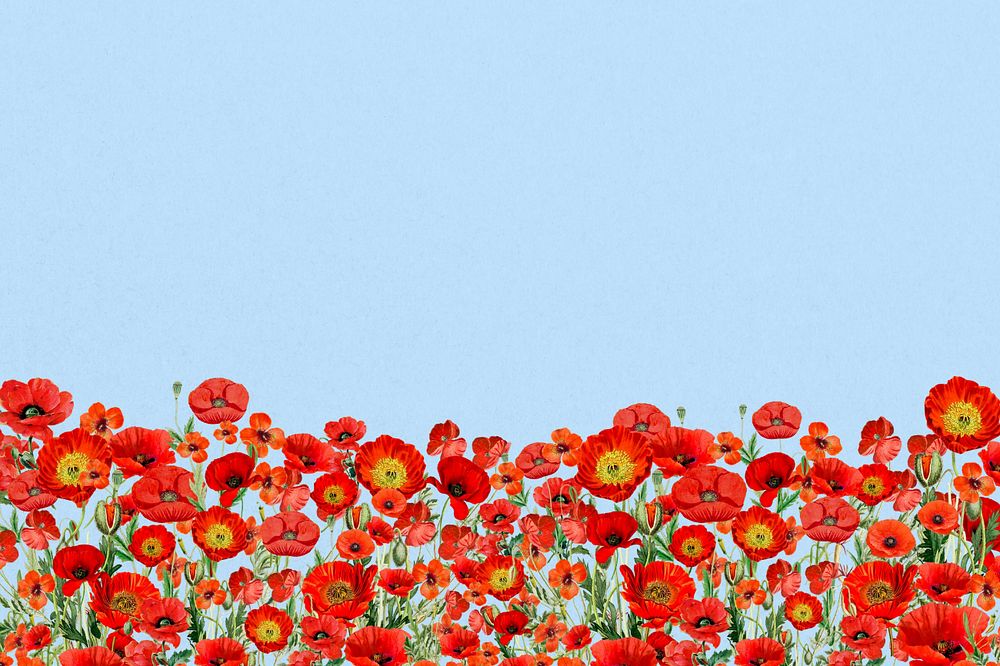 Poppy  flower border background, Summer floral illustration, editable design