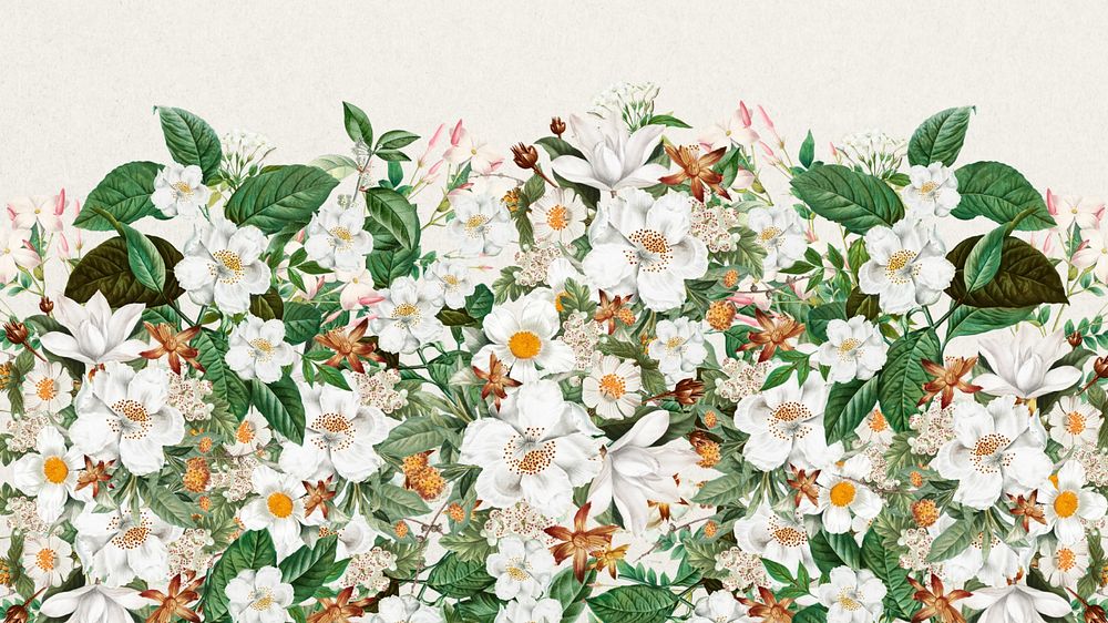 Beautiful jasmine flowers desktop wallpaper, botanical illustration, editable design