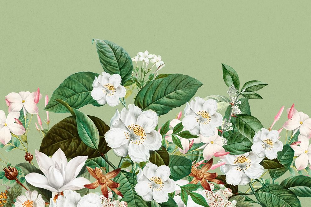 Beautiful jasmine flowers background, botanical illustration, editable design