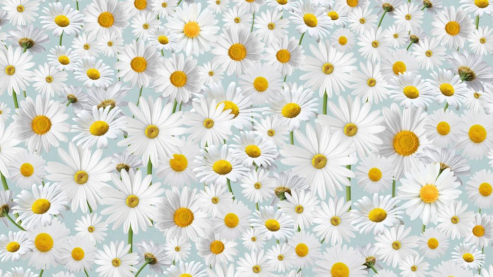 Daisy floral pattern HD wallpaper, white flower background, editable design