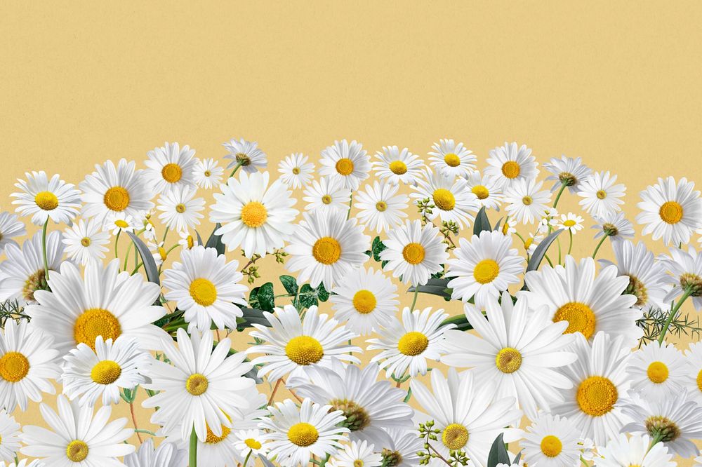 Daisy flower border background, pastel yellow, editable design