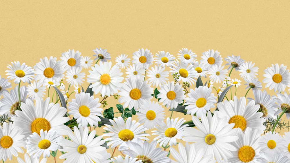 Daisy flower border HD wallpaper, pastel yellow background, editable design