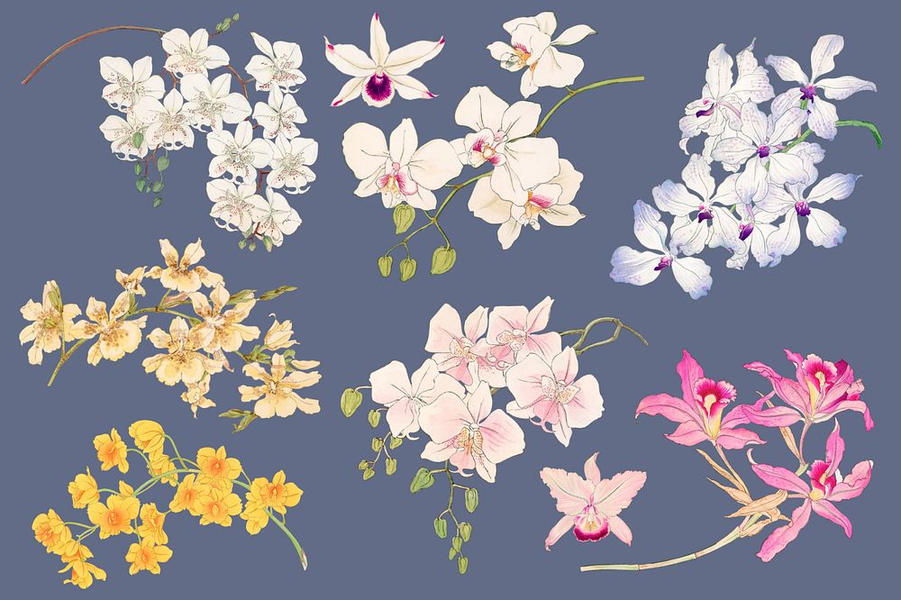 Orchids editable collage element set.  Remixed by rawpixel.