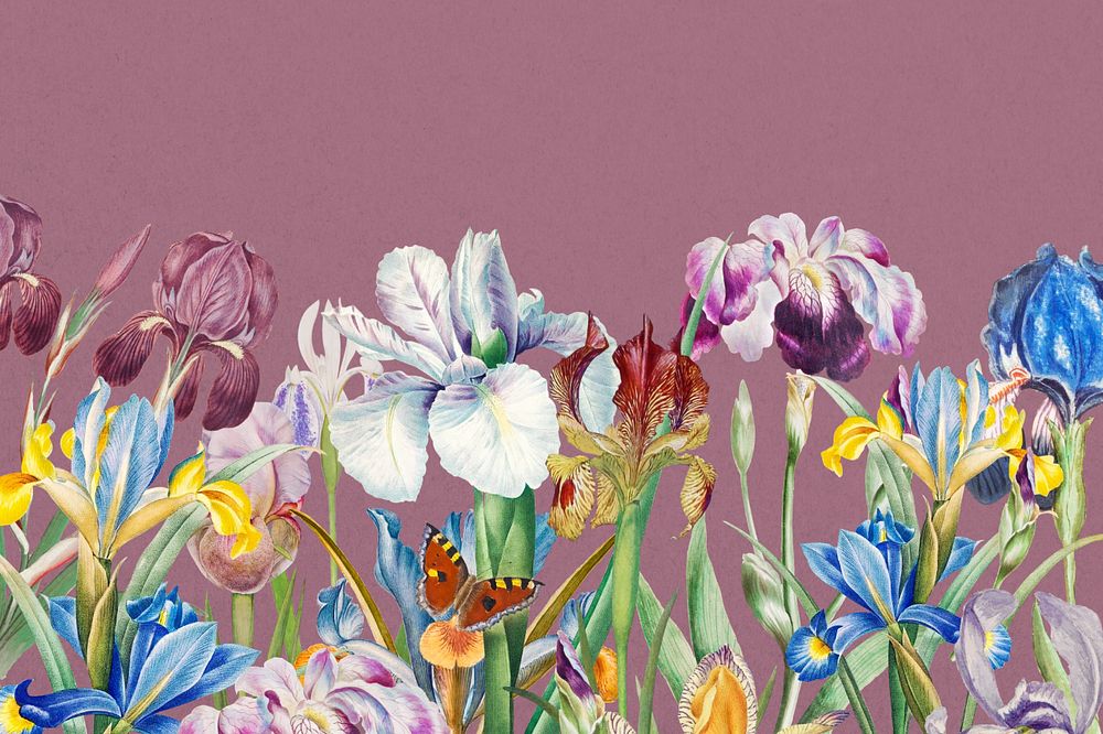 Beautiful iris flowers background, vintage botanical illustration, editable design