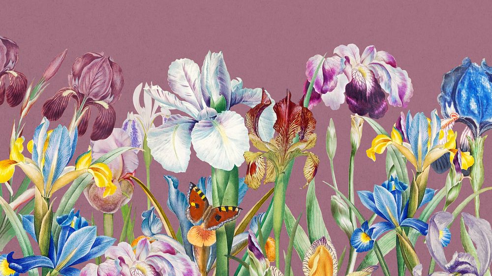 Beautiful iris flowers desktop wallpaper, vintage botanical illustration, editable design