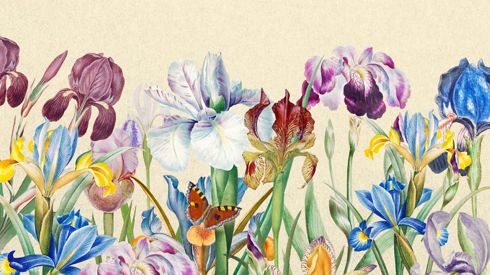 Beautiful iris flowers desktop wallpaper, vintage botanical illustration, editable design