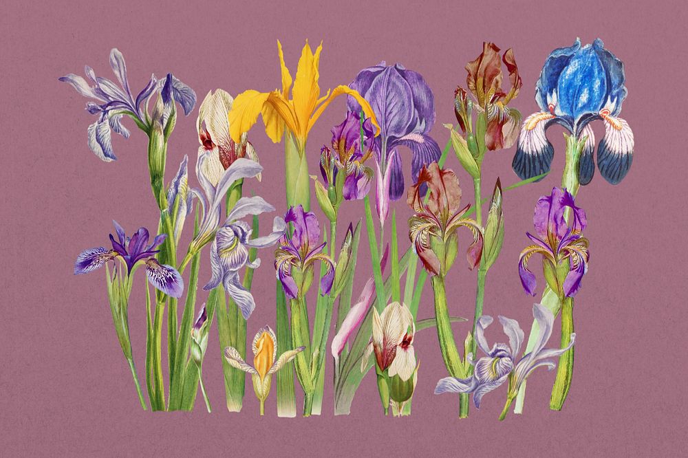 Purple iris flower, botanical illustration, editable design