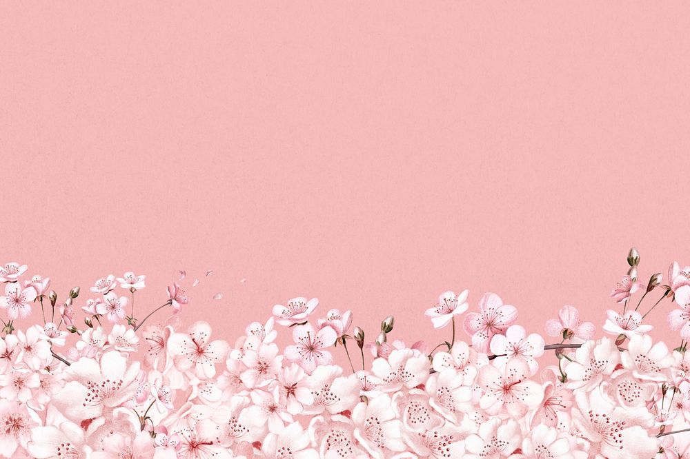 Japanese Sakura flower background, pink botanical illustration, editable design