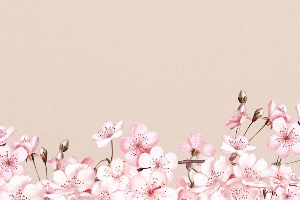 Japanese cherry blossom background, pink flowers illustration, editable design