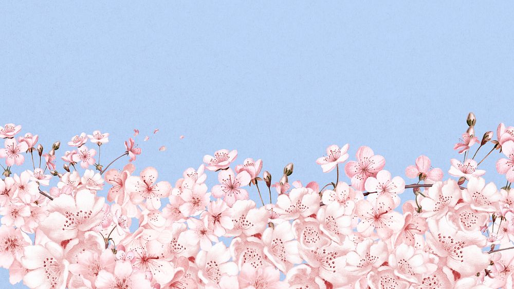 Japanese cherry blossom HD wallpaper, pink flowers background, editable design