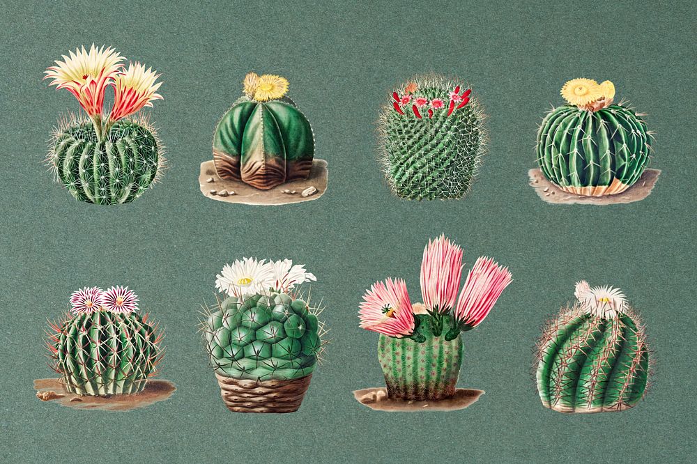 Cactus watercolor illustration set